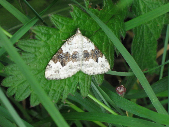 common carpet moth. one of the carpet moths,
